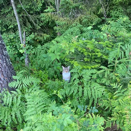 W Gorach Gorce Daire Nowy Targ