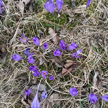 W Gorach Gorce * Nowy Targ