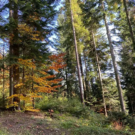 W Gorach Gorce * Nowy Targ