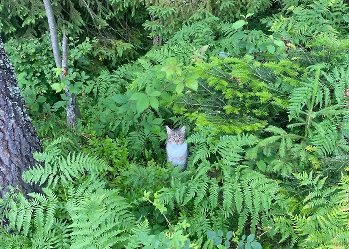 W Gorach Gorce 公寓 新塔尔格