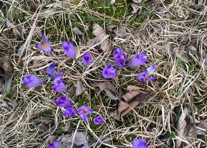 W Gorach Gorce * 新塔尔格