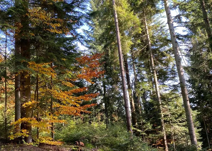 W Gorach Gorce * נובי טארג